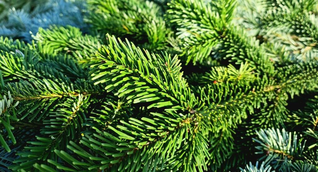Nordmann egles skuju un zaru tuvplāns