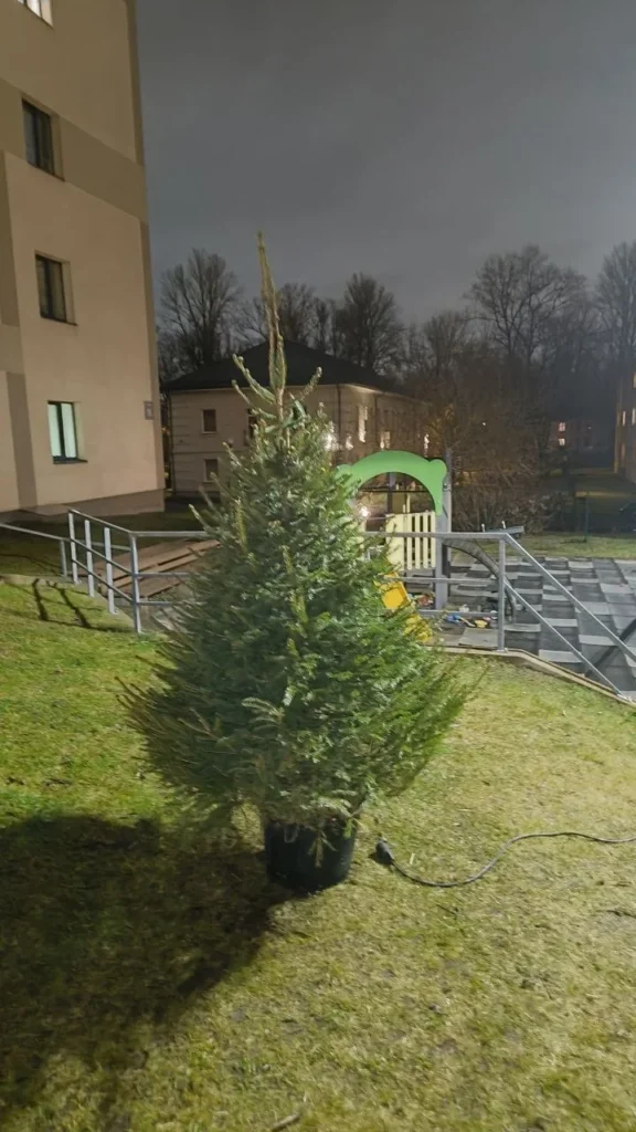 Ziemassvētku egle podā pie uzņēmuma