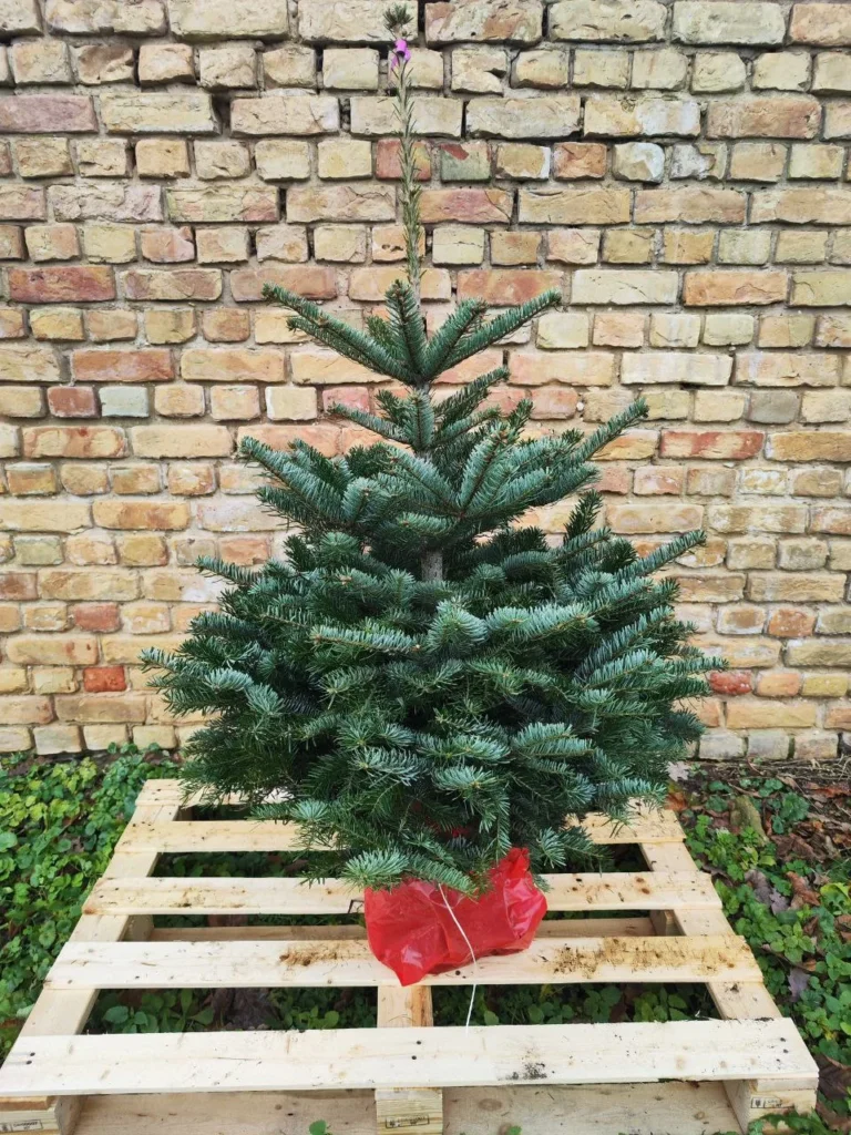Nordmann egle poda 125 cm