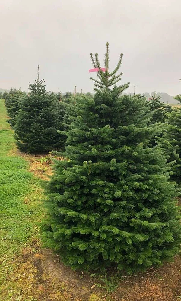Nordmann baltegle Ziemassvētku egļu audzētavā
